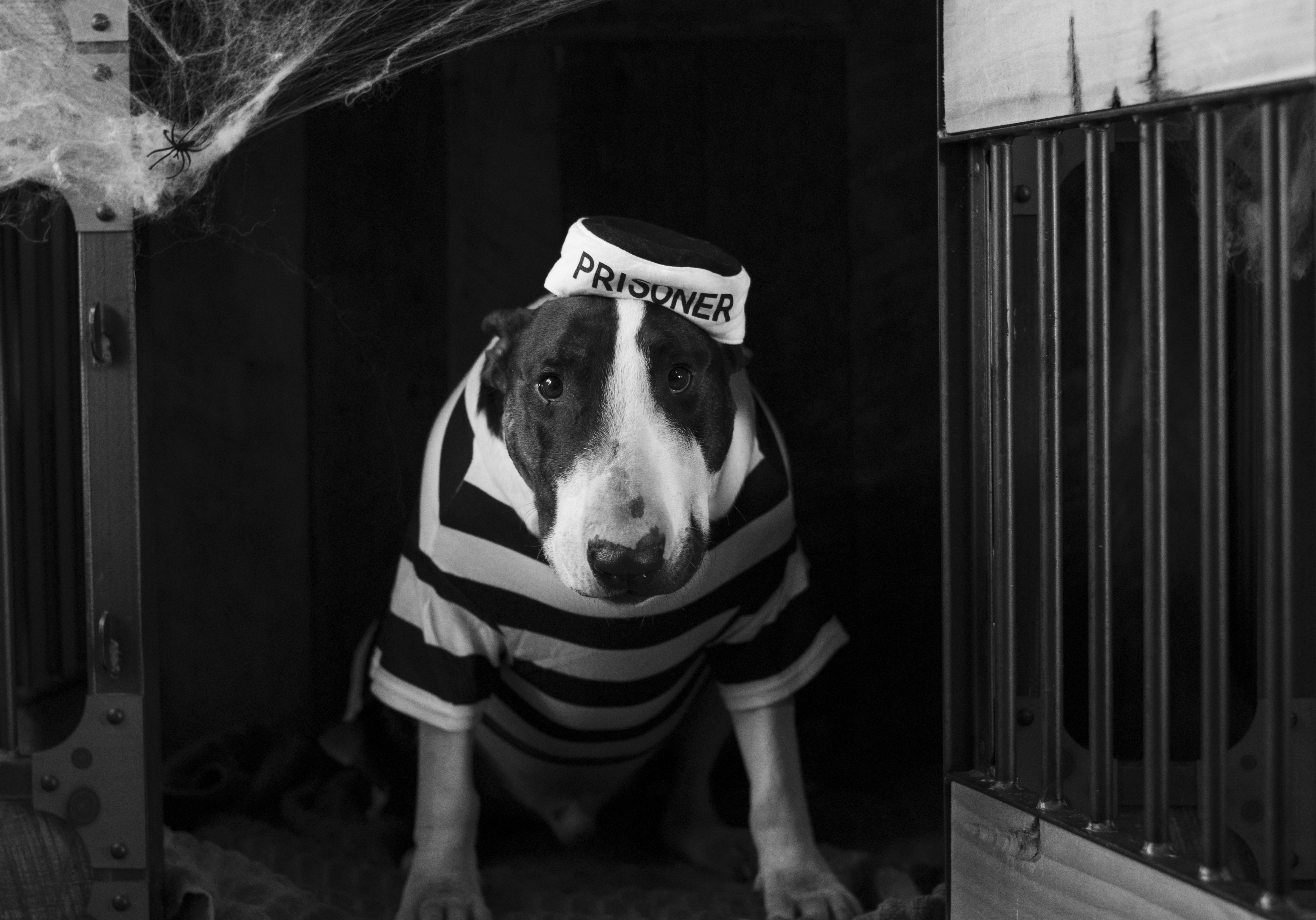 5 Ideas for Staging Pet Photos 16 img