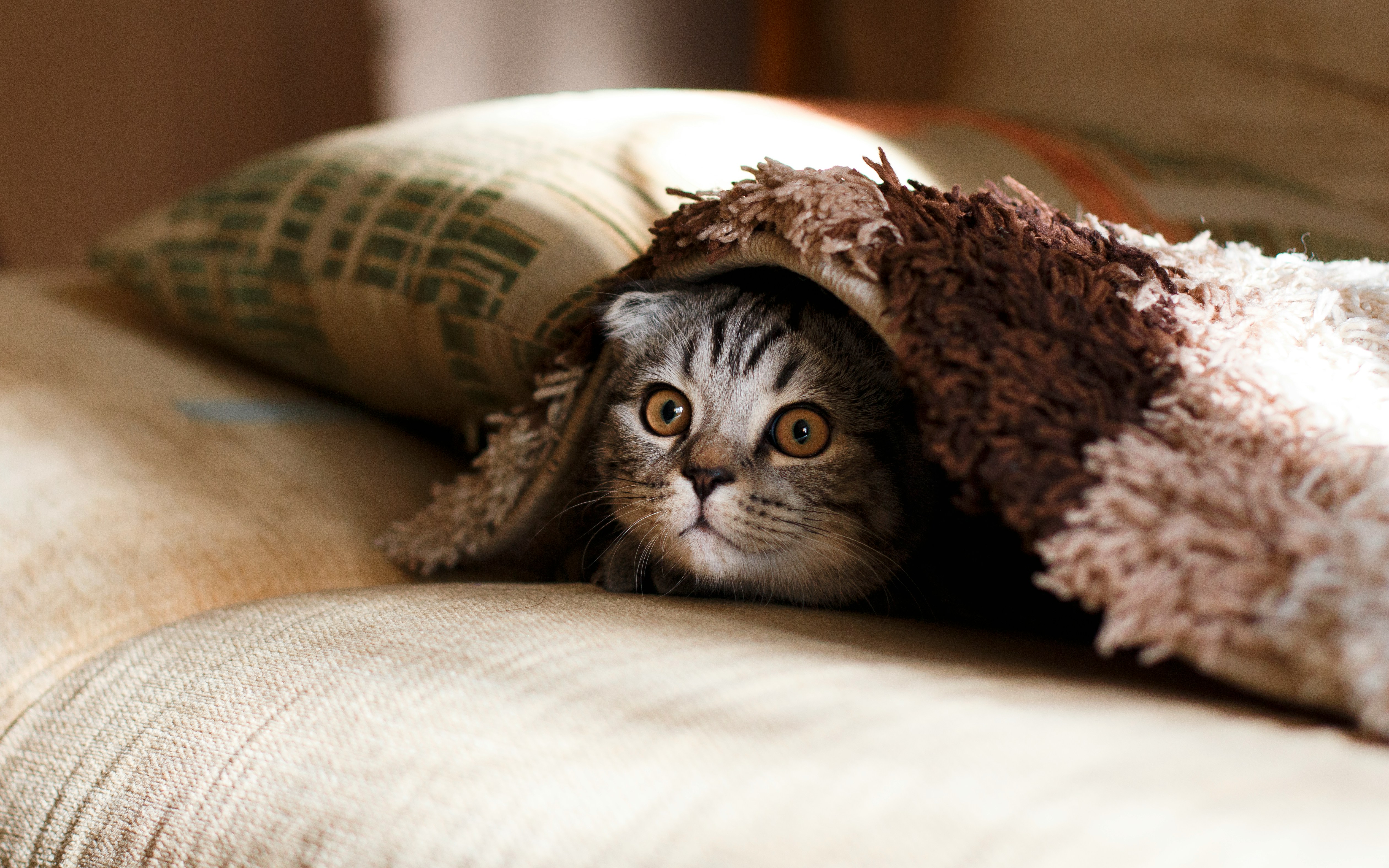 5 Ideas for Staging Pet Photos 17 img
