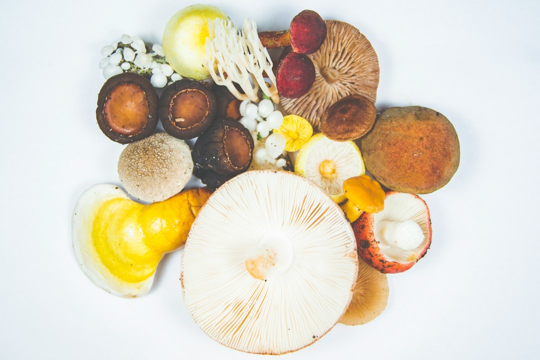 Everything You Need To Know About Mushroom Supplements 7 img