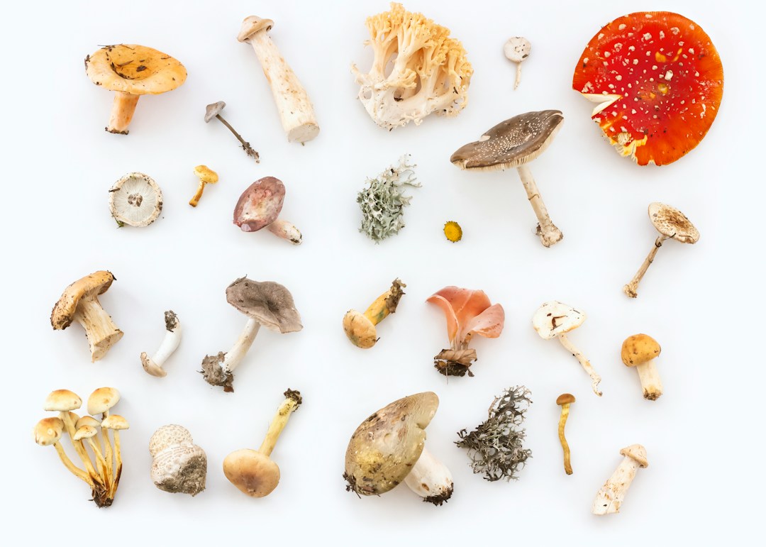 Everything You Need To Know About Mushroom Supplements 8 img