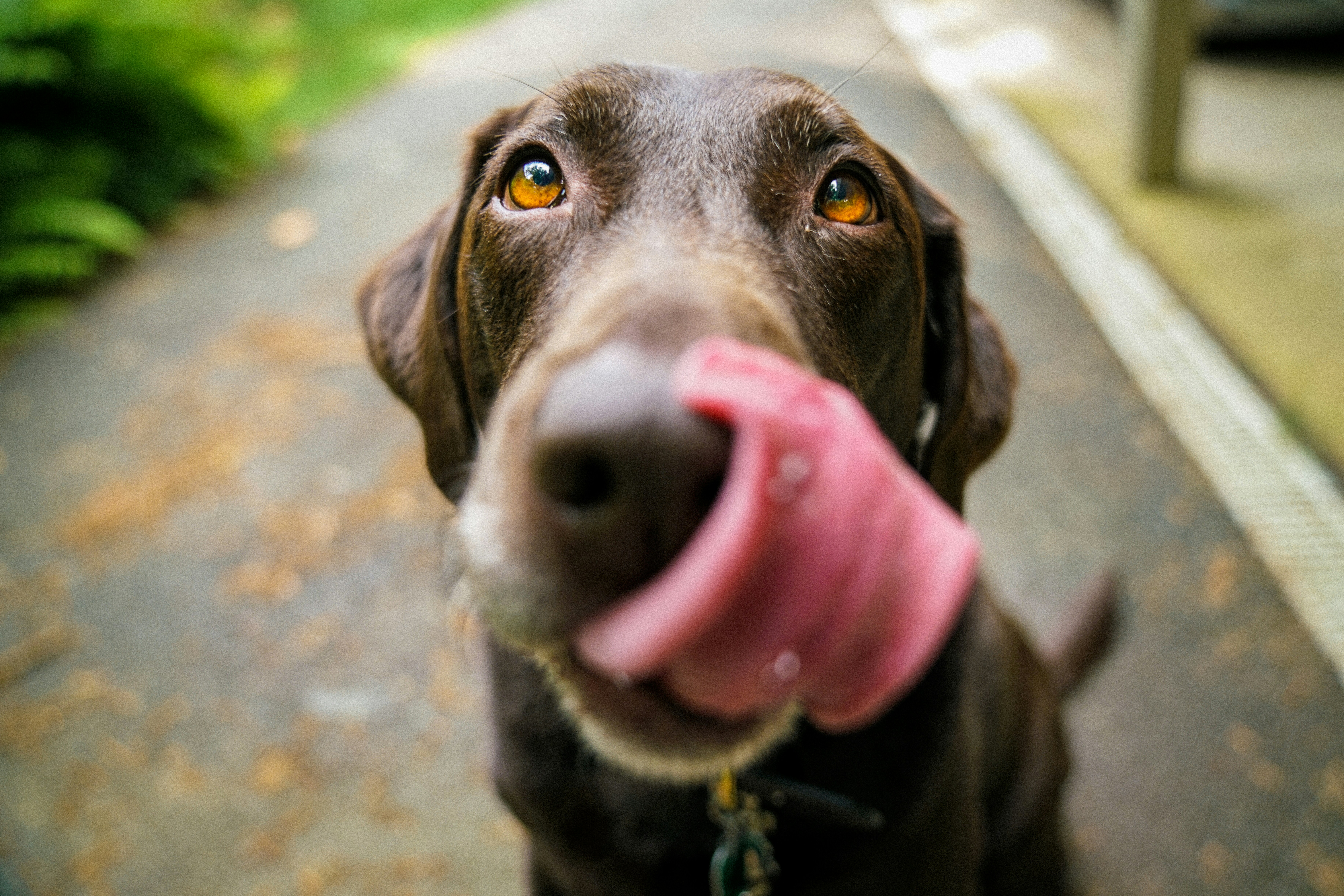 5 Ideas for Staging Pet Photos 15 img