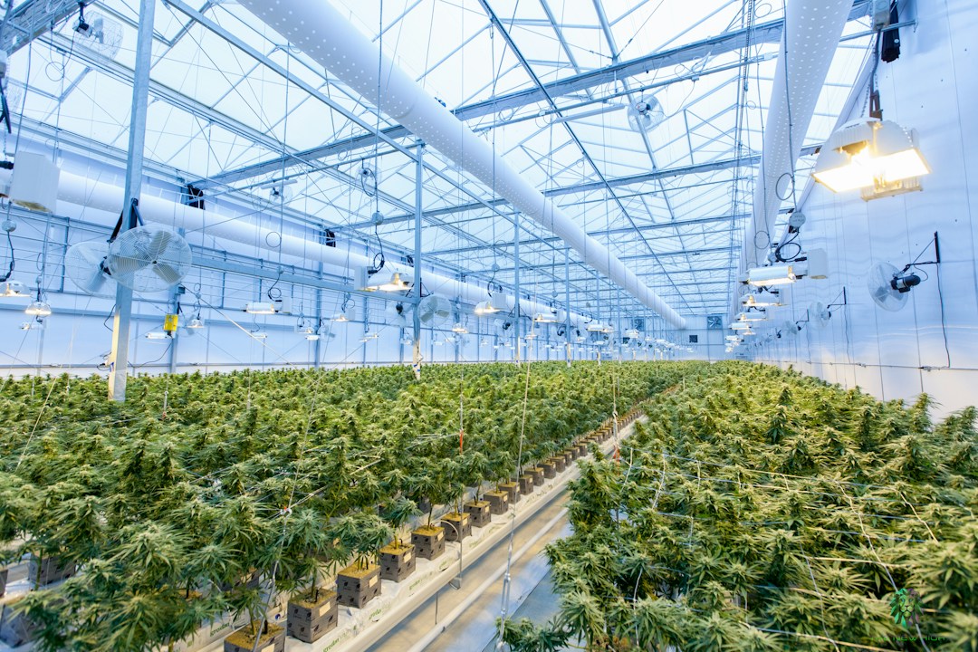 5 Steps to Starting a Cannabusiness 15 img