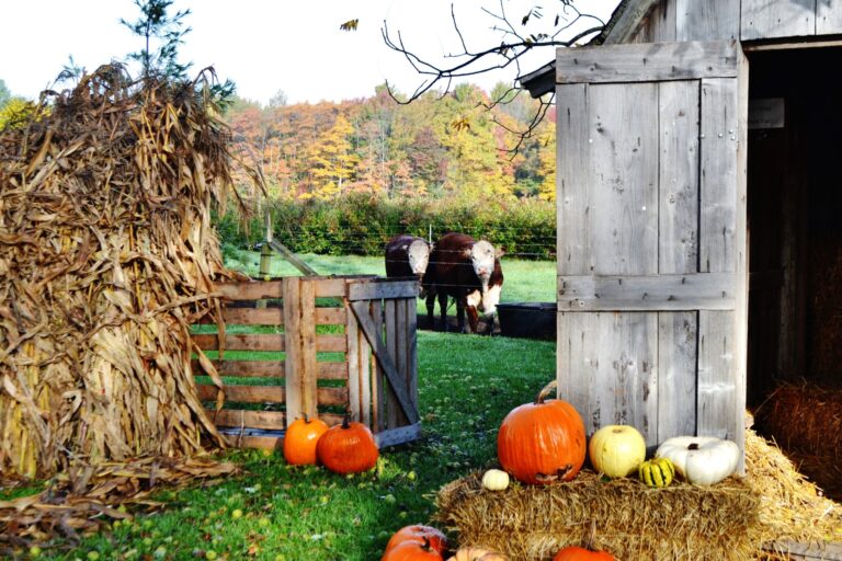 Farm scene with wooden barn, hay bales, pumpkins, and cows grazing in the background, illustrating